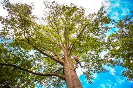 How Our Tree Care Process Works  in  Leslie, MI